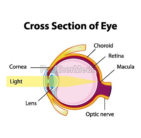 Anatomía del ojo humano con sección transversal del Stockphoto