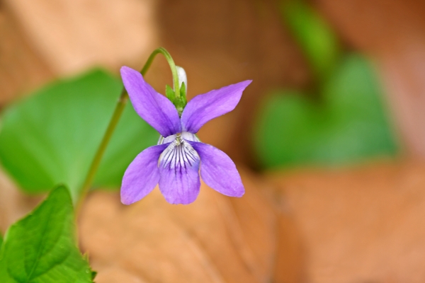 violetas silvestres - Stockphoto #293880 | Agencia de stock PantherMedia