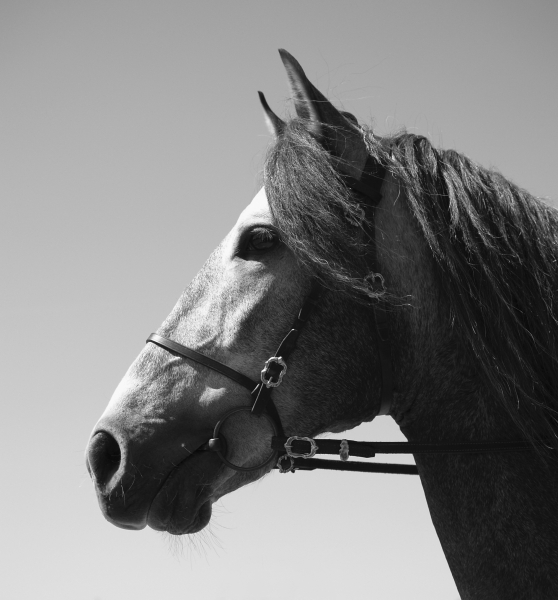 caballo retrato retrato de un animal