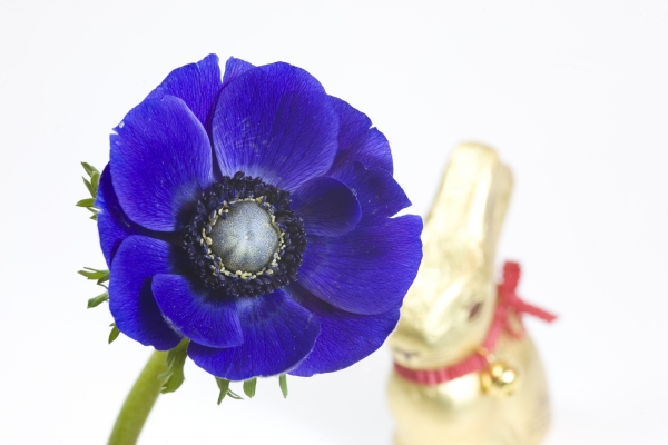 anémona azul y conejito de Pascua - Stockphoto #599580 | Agencia de stock  PantherMedia