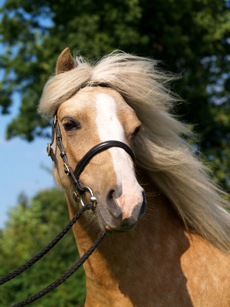pony en retrato