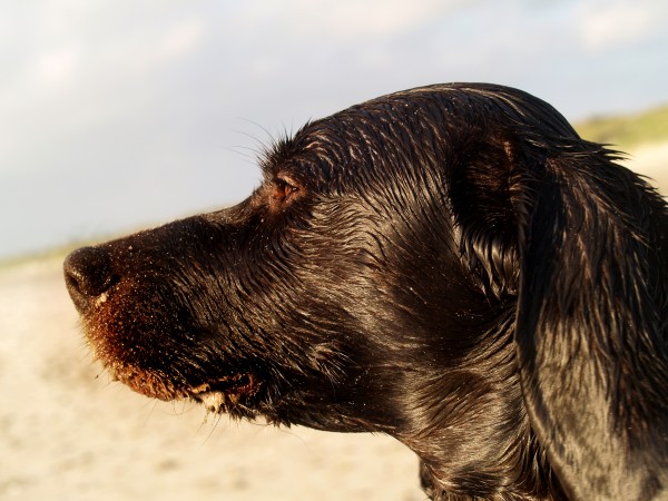 perfil mascotas marron piel perro humedo