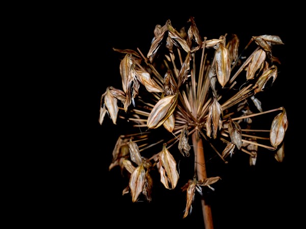 semillas agapanthus antes - Foto de archivo #2165179 | Agencia de stock  PantherMedia