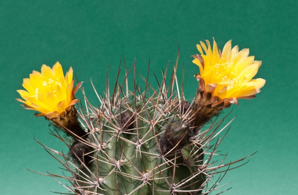 flor de cactus amarilla Echinopsis ferox - Foto de archivo #2194177 |  Agencia de stock PantherMedia