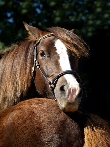 caballo marron caballos bebe semental snuggle