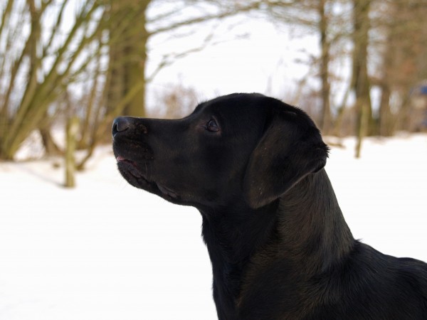 retrato de perro en la nieve