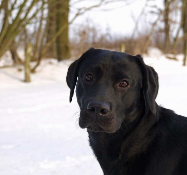 retrato de perro en la nieve