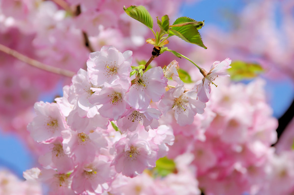 los cerezos en flor rosa - flor de cerezo 26 - Stockphoto #3262509 |  Agencia de stock PantherMedia