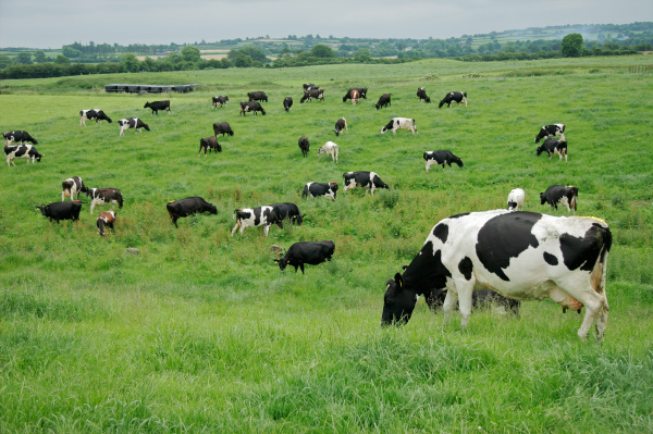 agricultura ganado granja vacas la industria