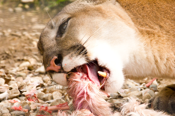 Puma comiendo - Foto de archivo #6622339 | de stock PantherMedia