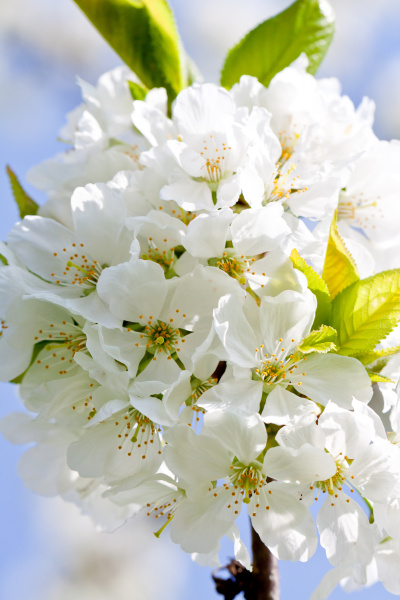 flores de cerezo blanco en un árbol de ramas con - Stockphoto #9291654 |  Agencia de stock PantherMedia