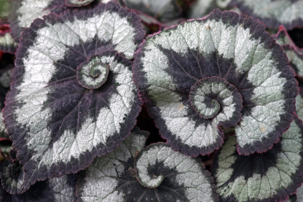 las hojas de begonia sacacorchos - Foto de archivo #10369603 | Agencia de  stock PantherMedia