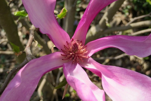 Magnolia púrpura - Magnolia liliiflora - Foto de archivo #11426749 |  Agencia de stock PantherMedia