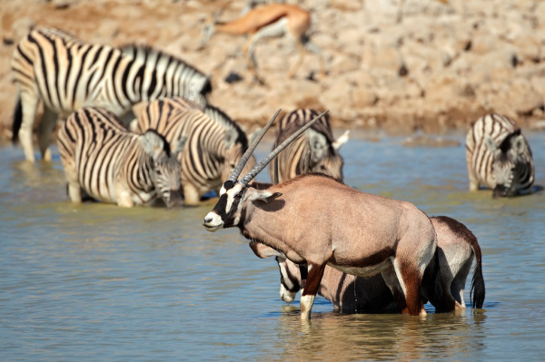 antilopes y cebras en el agua