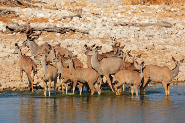 animal mamifero africa fauna safari antilope