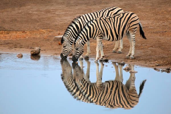 plains, zebras, agua, potable - 12460870