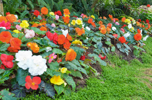 Jardín de flores de Begonia - Stockphoto #12509422 | Agencia de stock  PantherMedia