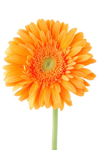 Flor de margarita de gerbera naranja - Stockphoto #12621844 | Agencia de  stock PantherMedia