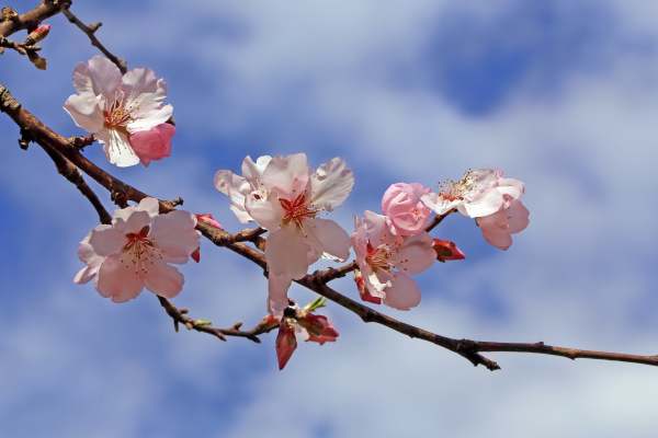 Rama con flor de almendro rosa prunus dulcis - Stockphoto #13981539 |  Agencia de stock PantherMedia