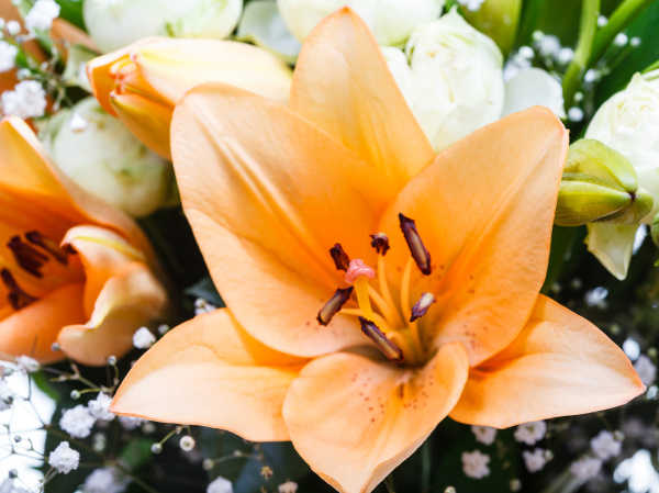 vista superior de lirio calla flores de lisianthus - Stockphoto #18294402 |  Agencia de stock PantherMedia