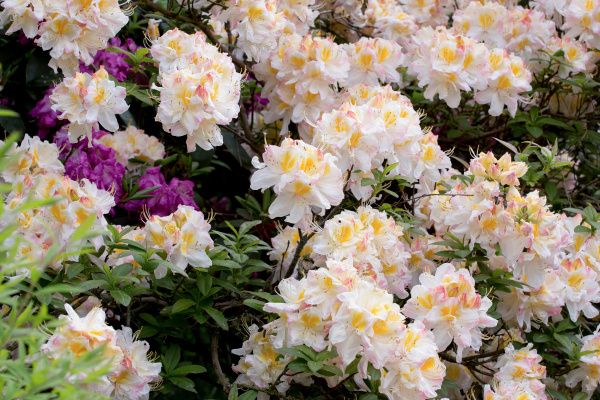 Azalea blanca arbusto de Rhododendron en flor - Foto de archivo #14337707 |  Agencia de stock PantherMedia