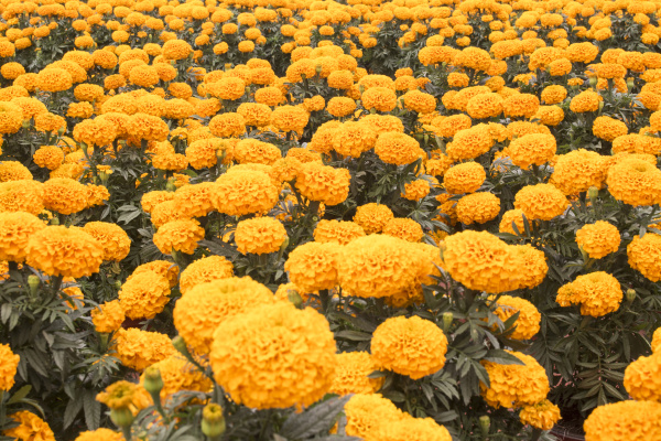 Caléndula Naranja - Flor de Cempasuchil - Foto de archivo #14953873 |  Agencia de stock PantherMedia