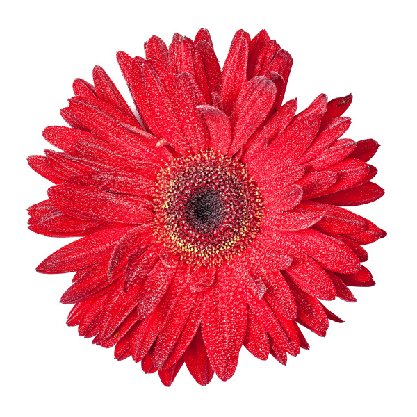 Flor de Gerbera roja aislada - Stockphoto #15366081 | Agencia de stock  PantherMedia