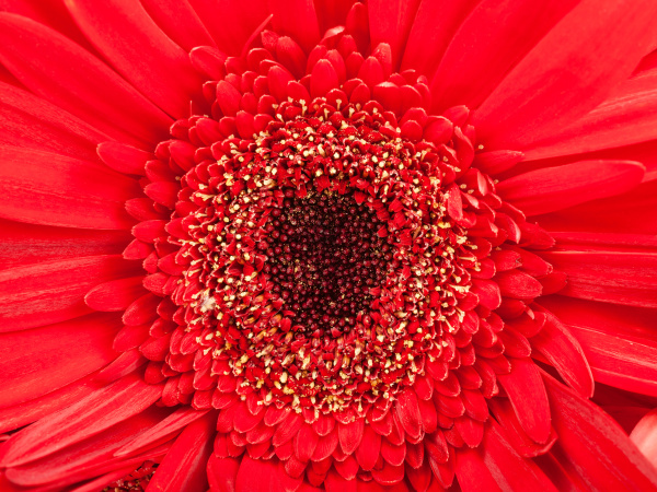 centro negro de la flor de gerbera roja de cerca - Foto de archivo  #17783261 | Agencia de stock PantherMedia