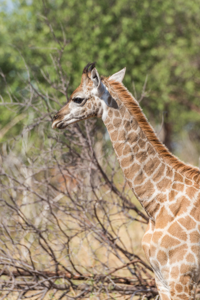 primer plano de la jirafa sudafricana