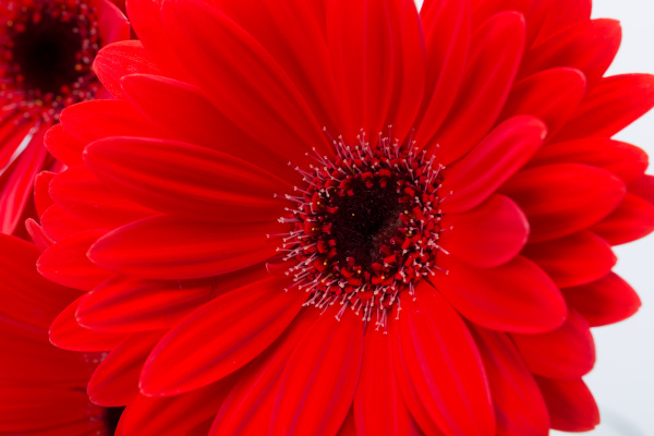 flor de margarita gerbera roja - Stockphoto #19091751 | Agencia de stock  PantherMedia