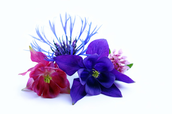 Flores de primavera moradas azules y rojas sobre un - Foto de archivo  #22012199 | Agencia de stock PantherMedia