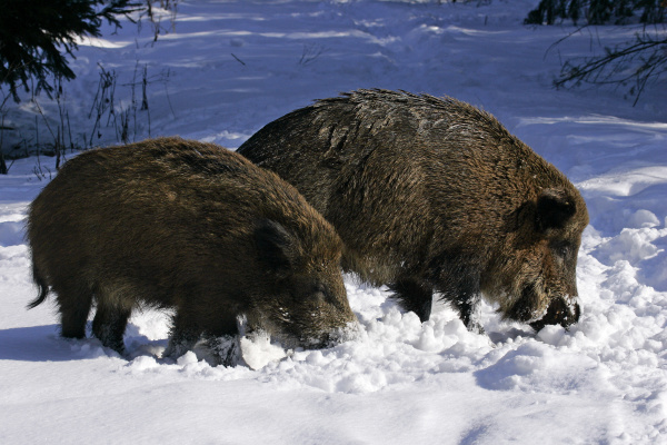 invierno animal mamifero salvaje los animales