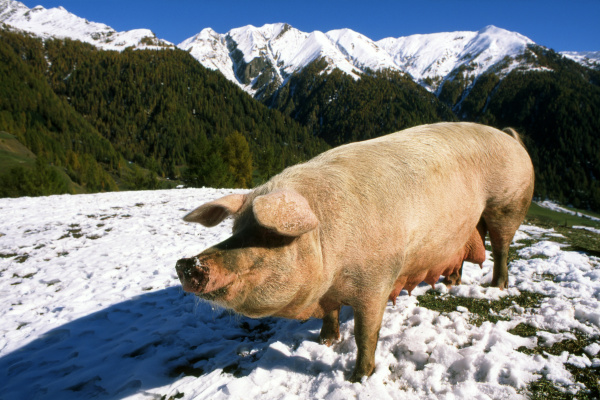 agricola agricultura invierno animal mamifero los
