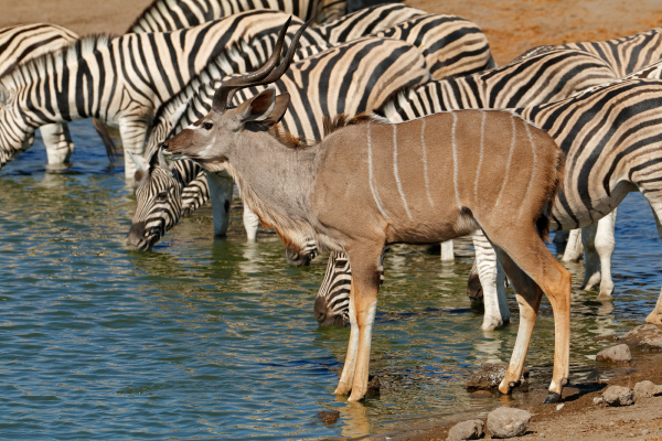 antilope kudu y cebras en un