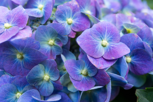 Flor de Hortensia Púrpura - Stockphoto #26779860 | Agencia de stock  PantherMedia