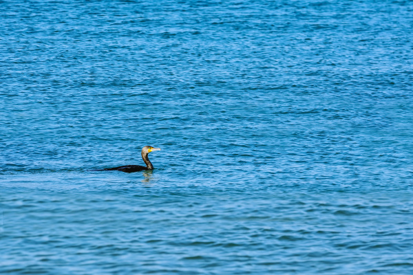 cormoran de doble cresta phalacrocorax