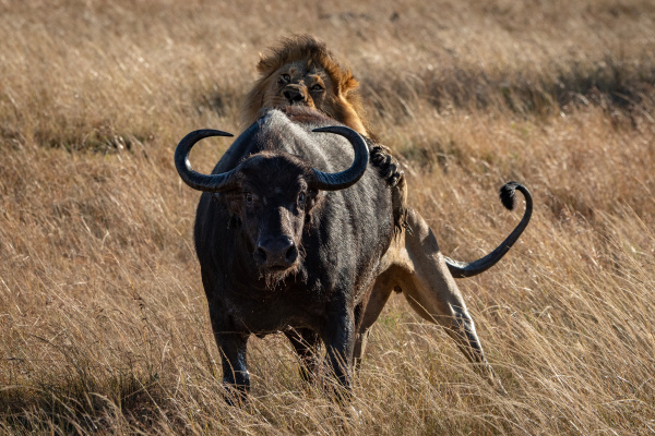 leon macho sostiene bufalo del cabo