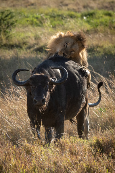 leon macho mordiendo bufalo del cabo