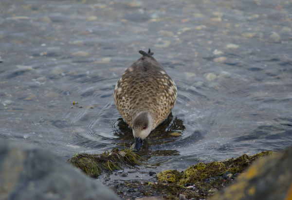 patagonian, crested, duck, in, the, coast - 28253774