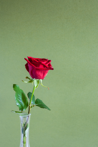 flor de rosa roja natural sobre fondo verde oliva - Stockphoto #28557338 |  Agencia de stock PantherMedia