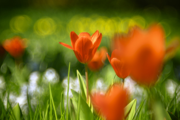 tulipanes rojos que florecen en el