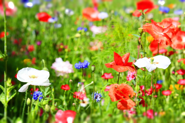 hermoso prado de flores de colores