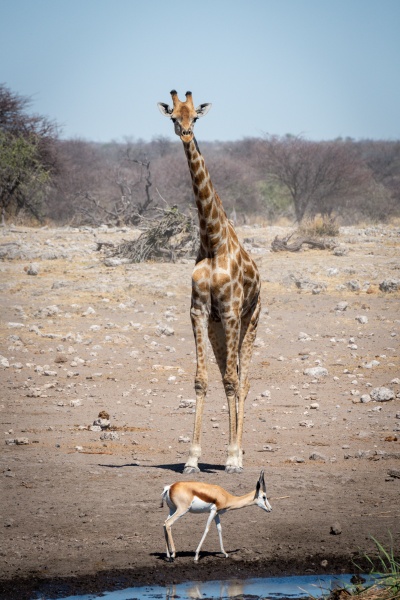 jirafa del sur observando springbok por