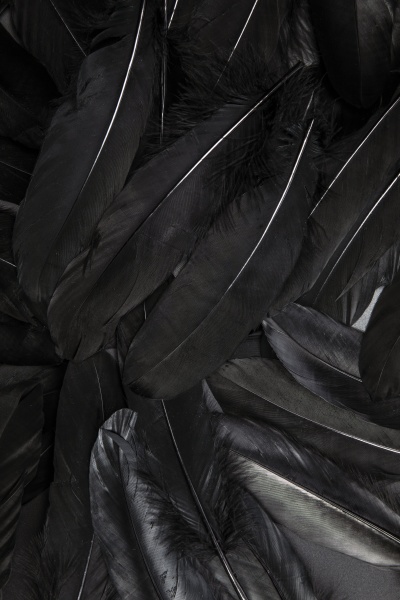 pluma negra textura abstracta de fondo