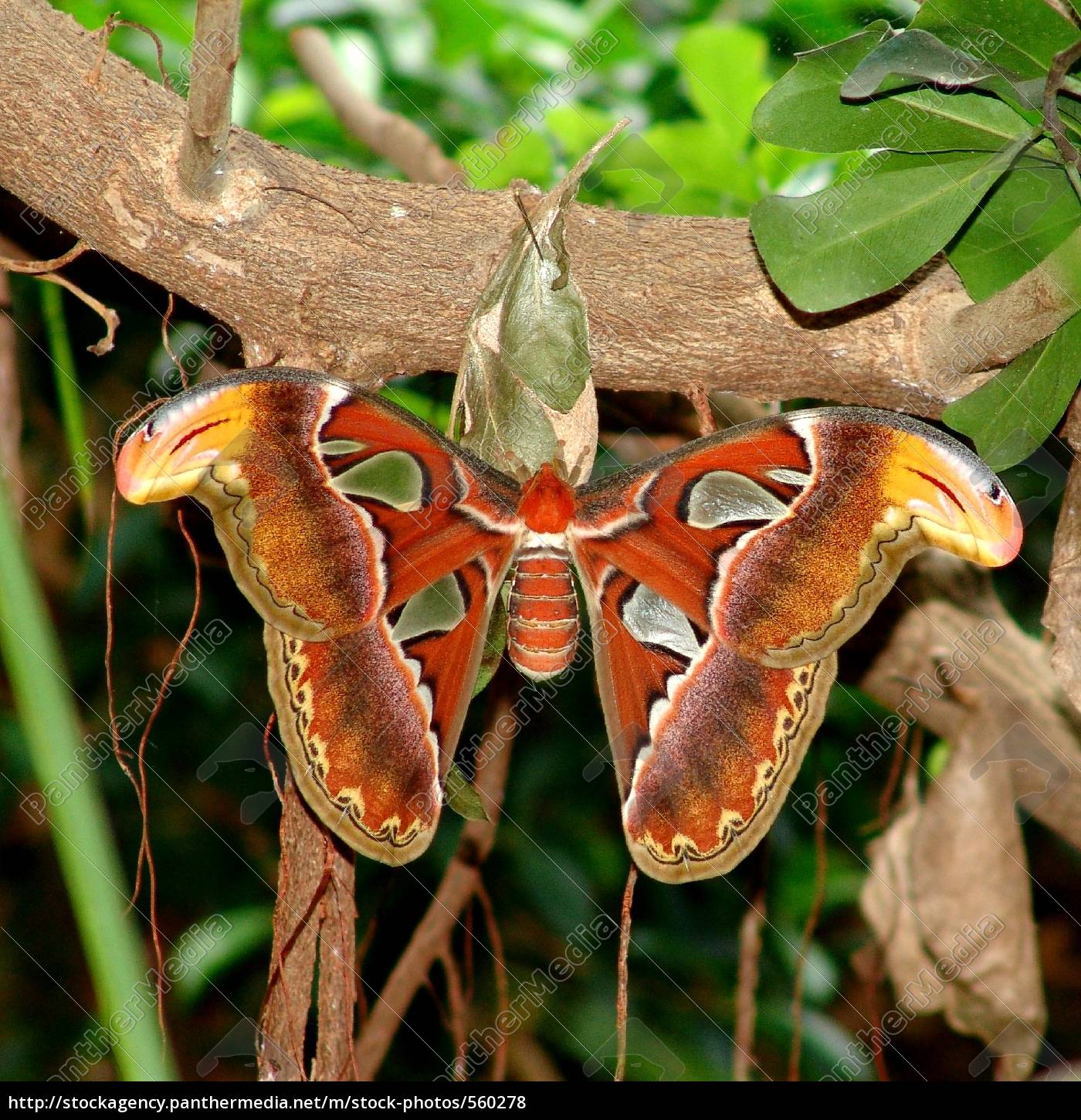 Attacus Atlas Polilla Atlas - - Stockphoto - #560278 - Agencia De Stock ...