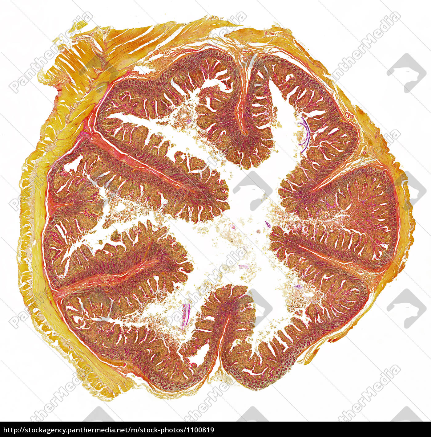 Cerdo Pequeno Intestino Ts 40 X Microscopio Foto De Archivo Agencia De Stock Panthermedia