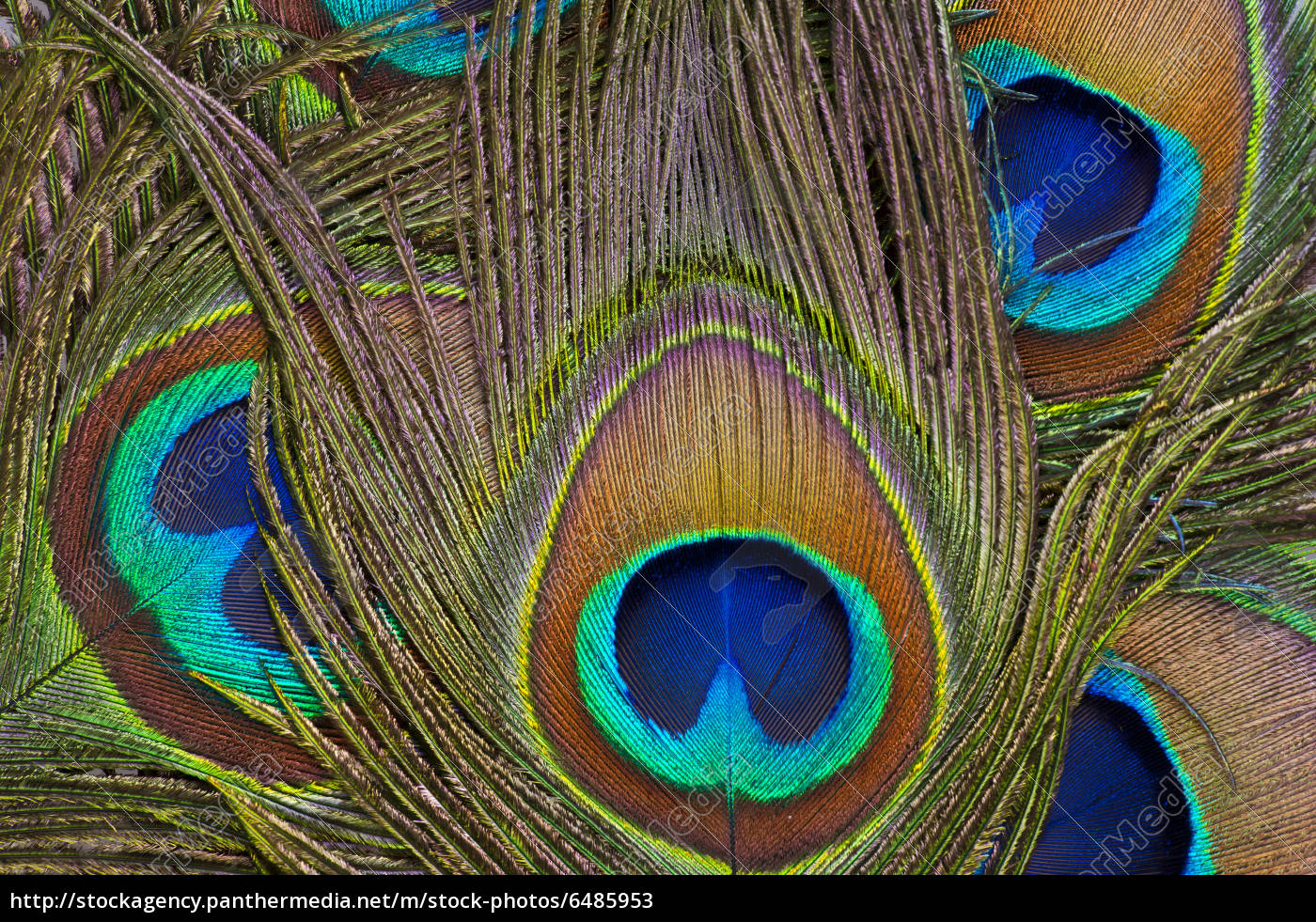 184,814 Plumas Pavo Real Images, Stock Photos, 3D objects