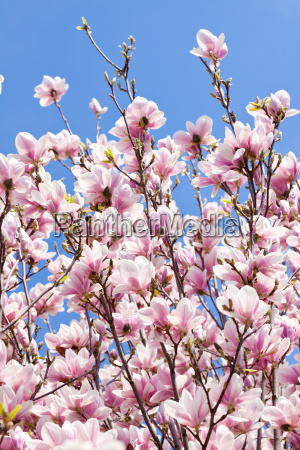 Magnolias árbol con flores rosas en primavera con - Stockphoto #9291586 |  Agencia de stock PantherMedia