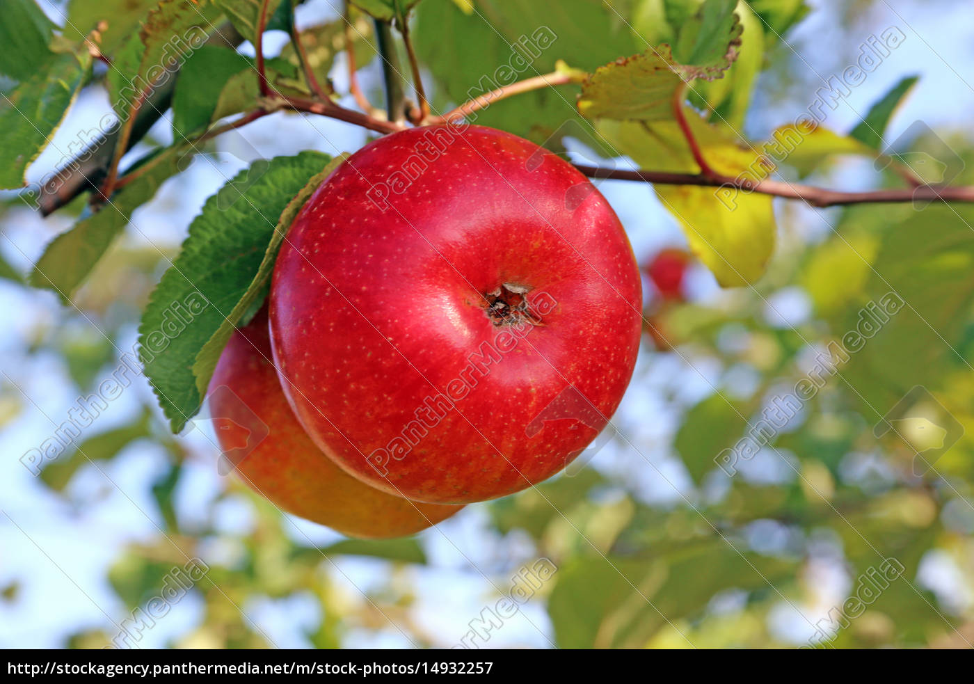 Dos Manzanas Rojas Maduras En El Arbol Stockphoto 14932257 Agencia De Stock Panthermedia