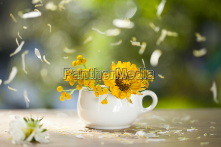 flores amarillas hermosas del aster y pétalos que caen - Stockphoto  #18919616 | Agencia de stock PantherMedia